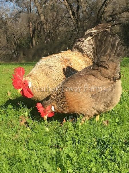 Crested Cream Legbar Chicks For Sale | Feather Lover Farms