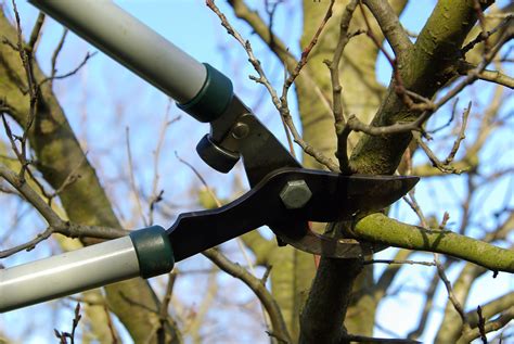 Everything You Need To Know About Tree Pruning - Chilecorrupcion