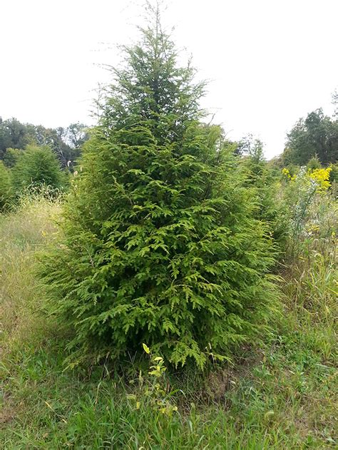 Eastern Hemlock (Canadian Hemlock) | Coniferous Forest