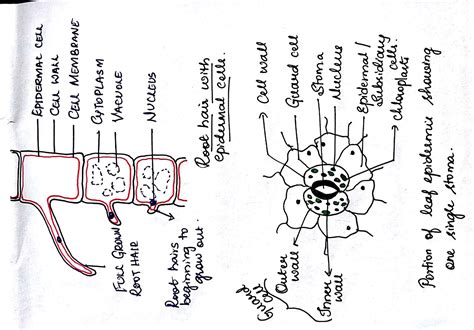 Form 2 Biology Diagrams