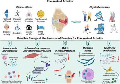 Frontiers | Clinical effect and biological mechanism of exercise for rheumatoid arthritis: A ...