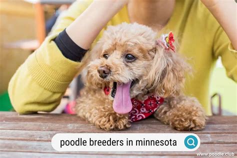 Best Poodle Breeders in Minnesota (2024 Update) - Poodle Club