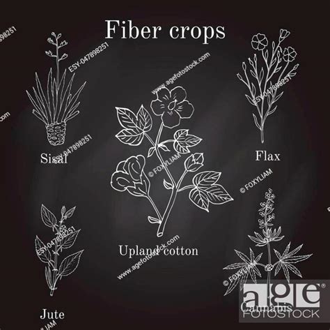 Fiber crops - cotton, sisal, flax, jute, cannabis Hand drawn vector illustration, Stock Vector ...