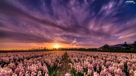 Hyacinths, Field, Sunrise, clouds, Pink, plantation - Flowers ...