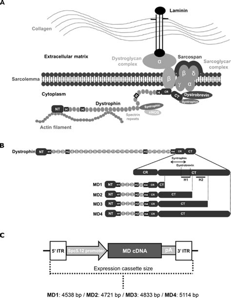 Structure of the dystrophin associated protein complex and of the ...