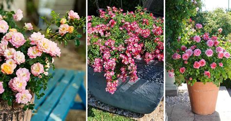 17 Miniature Rose Varieties For Compact Garden Spaces, 46% OFF