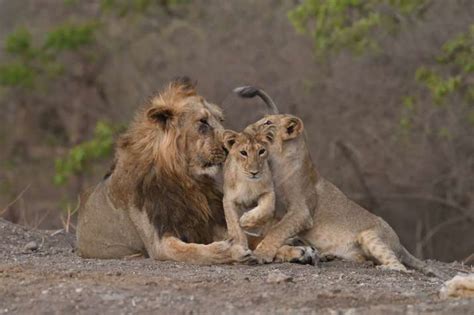 India records 29% increase in Asiatic Lion population