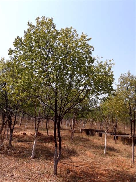 Sandalwood farming is an expansive project. Technically, a sandalwood tree used to produce a ...