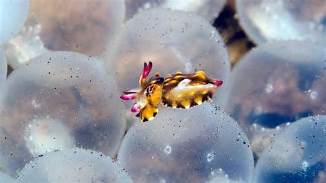 Flamboyant cuttlefish save their bright patterns for flirting, fighting ...