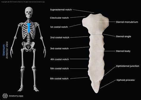 Sternum | Encyclopedia | Anatomy.app | Learn anatomy | 3D models ...