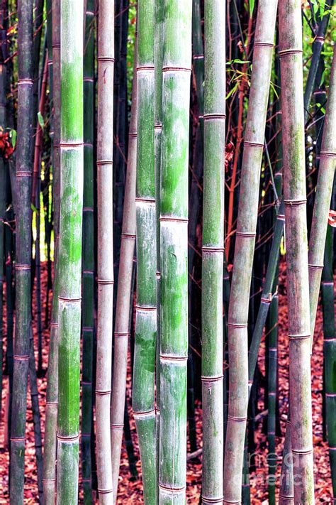 Bamboo Forest at Rutgers Gardens New Jersey Photograph by John Rizzuto ...