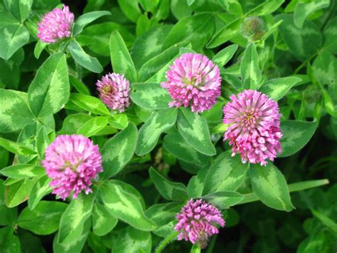 Medium Red Clover Cover Crop Seed | The Maine Potato Lady's Premium ...