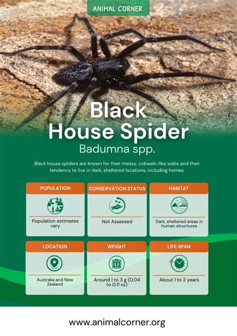 Black House Spider - Facts, Venom & Habitat Information