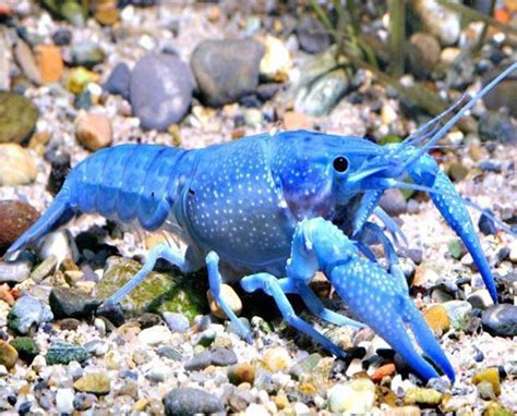 Lobster - Hammers Cobalt Blue Lobster - Arizona Aquatic Gardens