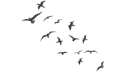 Flock of Flying Bird PNG Pic - PNG All | PNG All