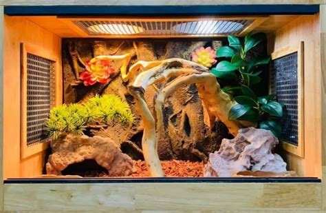 Best Bearded Dragon Lighting Setup for Beardie Lovers in 2023 (TOP 5)