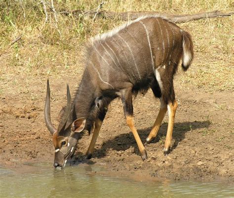 Nyala | Mammals, Animals, Africa