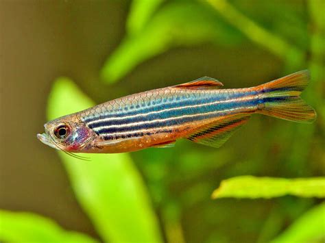 Danio quagga - danio • Fiche Poisson