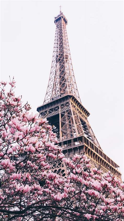 Download Paris Aesthetic Pink Tree Wallpaper | Wallpapers.com