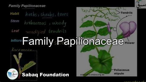 Family Papilionaceae, Biology Lecture | Sabaq.pk - YouTube