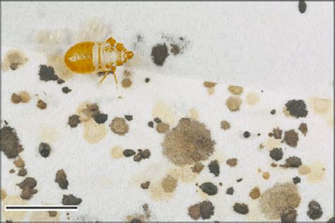 Fecal spots of bed bugs. Eggs and cast skin (exuviae) are visible in... | Download Scientific ...