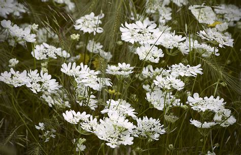 How to Grow and Care for White Lace Flower