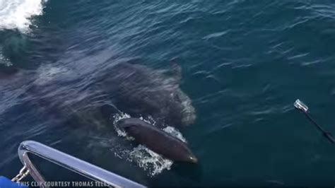 Incredibly rare sighting of whale birth seen off coast of Dana Point ...