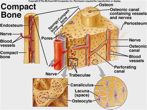 bone tissue anatomy - Google Search | Anatomy and physiology, Physiology, Human anatomy and ...