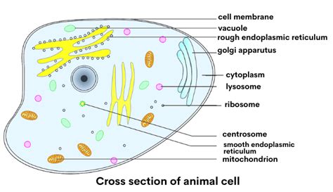 Complete Guide! Animal Cell Diagram, Parts of an Animal, Plant Cell Vs Animal Cell