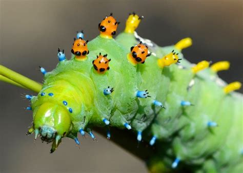 Quiz: How Many Types of Caterpillars Can You Identify?