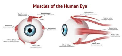 Ciliary Muscle: Over 89 Royalty-Free Licensable Stock Vectors & Vector ...