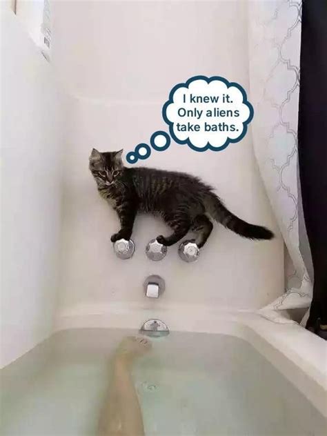 Aliens Meme Cat