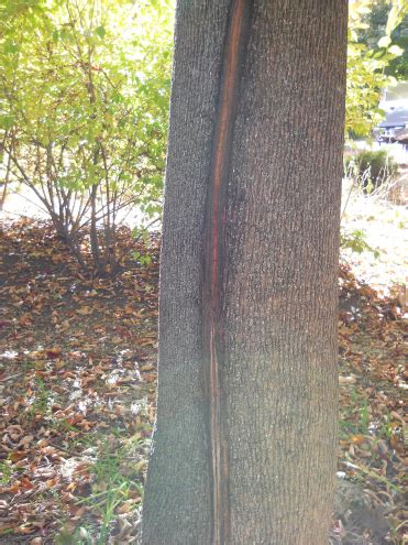 Severe Bark Splitting on Maple | Arborist, Chainsaw & Tree Work Forum