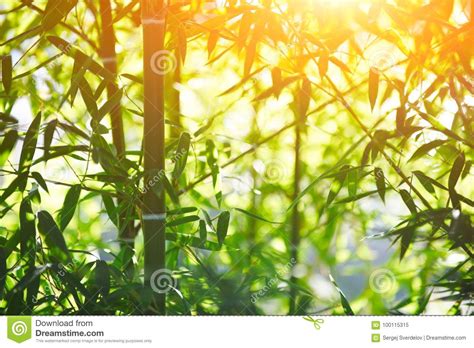 Bamboo forest at sunset stock image. Image of china - 100115315