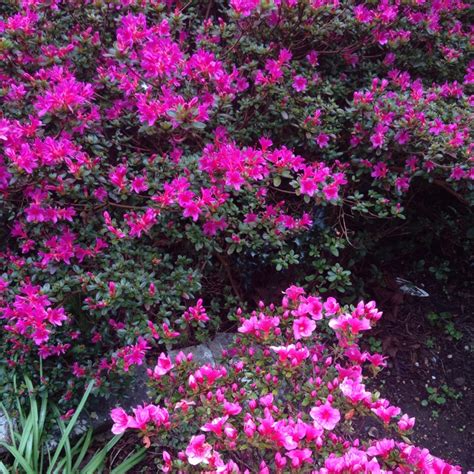 Rhododendron (Azalea Varieties), Azalea in GardenTags plant encyclopedia