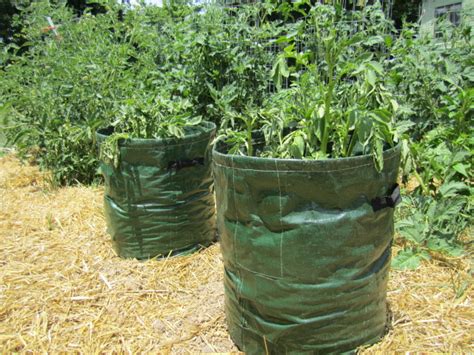 Growing Potatoes in Containers