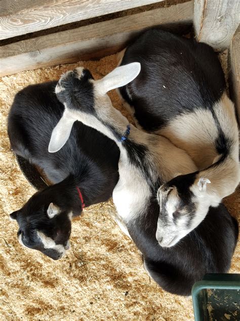 Sleeping Goats Free Stock Photo - Public Domain Pictures