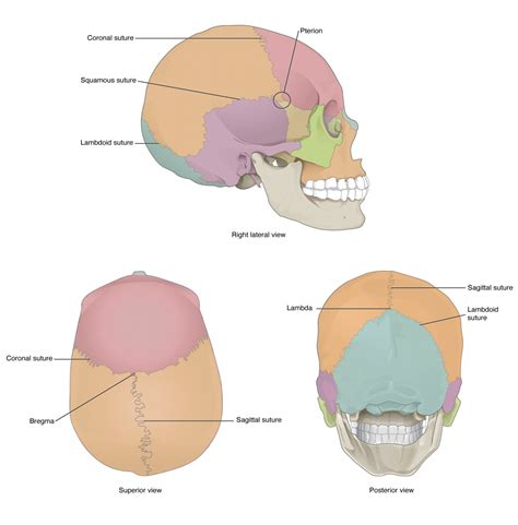 Sagittal View Of Skull