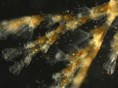 Hydrozoa - New World Encyclopedia