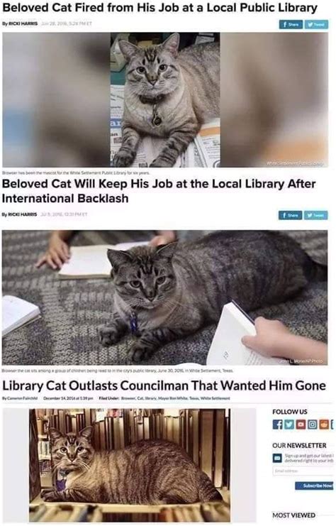 Powerful Cat : r/Catmemes