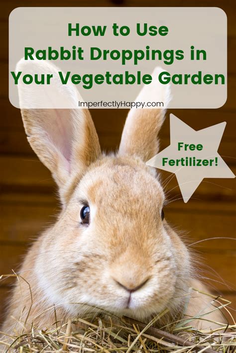 How to Use Rabbit Poop Fertilizer for a Better Garden | Backyard vegetable gardens, Organic ...