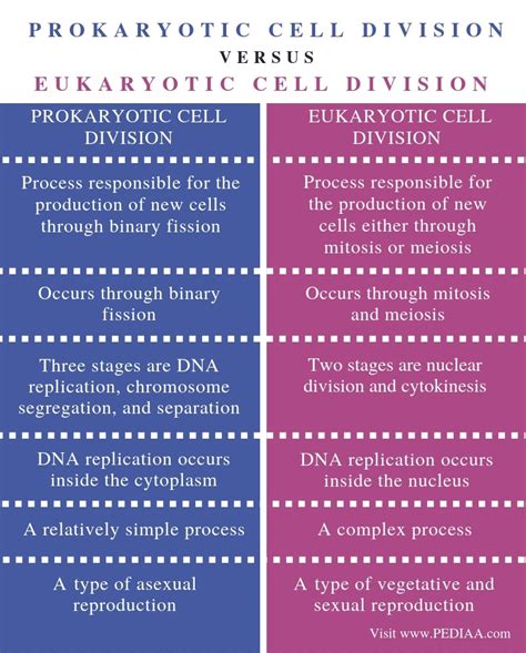 What is the Difference Between Prokaryotic and Eukaryotic Cell Division ...