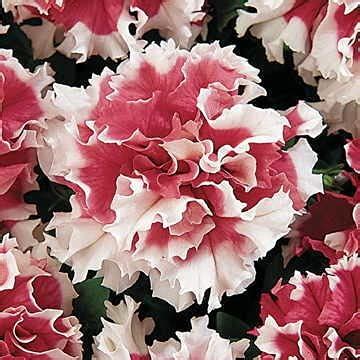 17 of the Best Red Petunias for Your Garden | Gardener’s Path