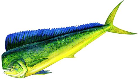 Dolphin (Mahi Mahi) - Whipsaw Sportfishing | Fishing Charters in Hawaii