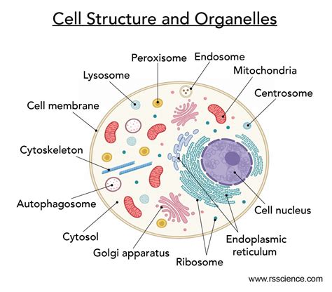 Which Organelles Are Unique To Animal Cells Quizlet - Robinson Gropen