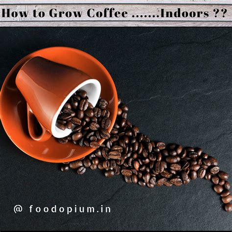 How to Grow Own Coffee Plant Indoors...? – Food Opium