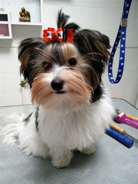 Biewer Terrier Haircuts