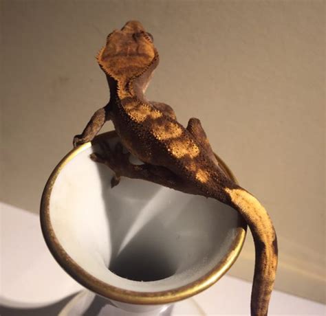 Winter Feeding: Crested Gecko Diet Trials - Gecko Time