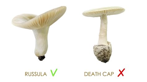 Scientists May Have Found an Antidote to the Death Cap Mushroom ...