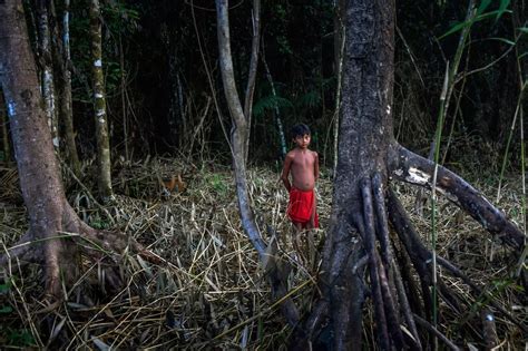 Incredible images capture the daily lives of the Amazonian Waiapi tribe as they battle against ...